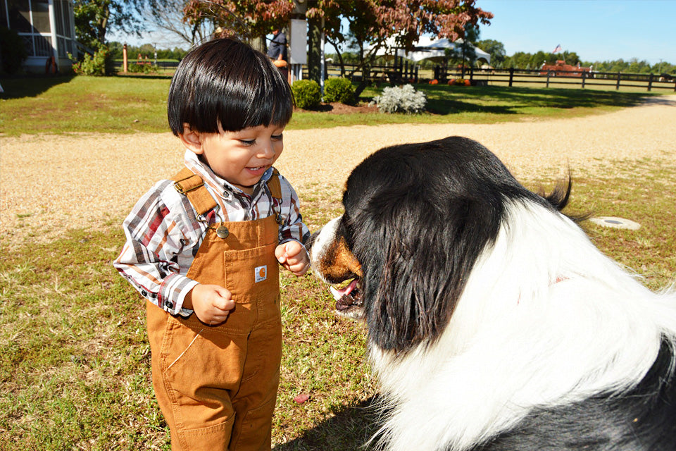 10 Easy Tips To Train Your Dog To Safely Play With Kids