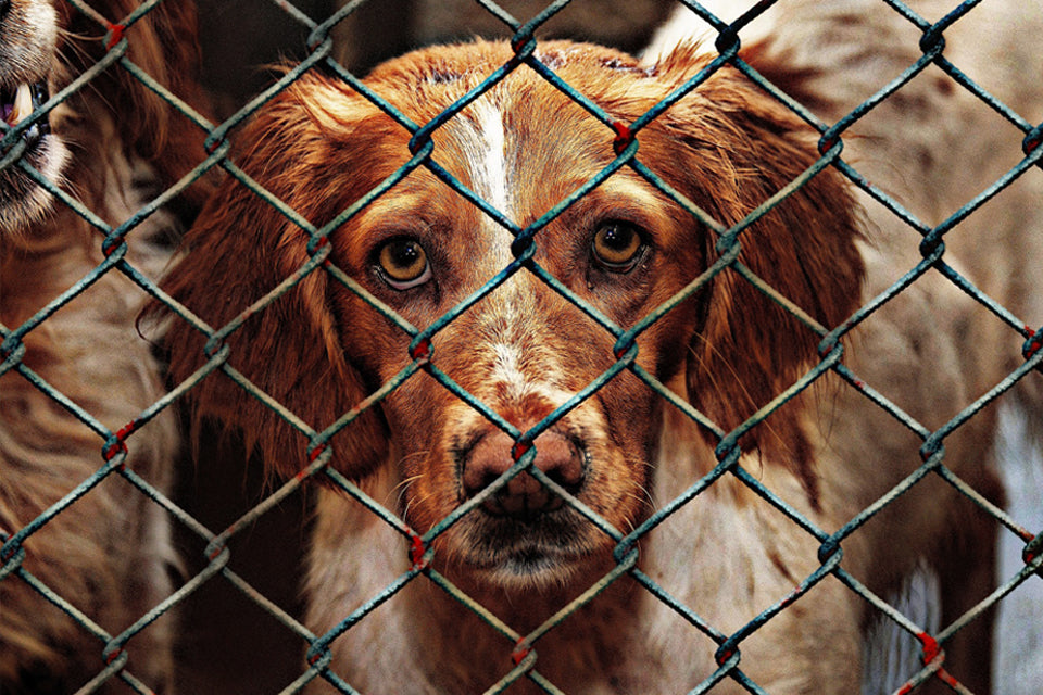 10 Ways to Help Out Your Local Animal Shelter