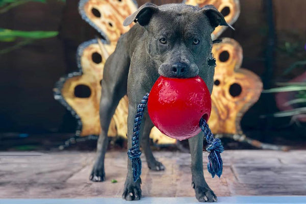 10 Reasons Why Pit Bulls Rule Jolly Pets