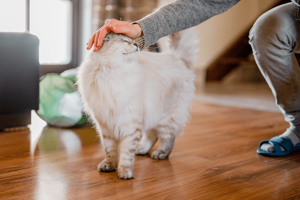 5 Weird (but mostly adorable) things cats do