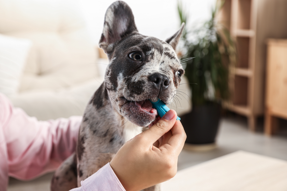 Importance of Canine Dental Health