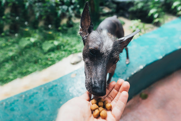 Dog food without outlet red dye