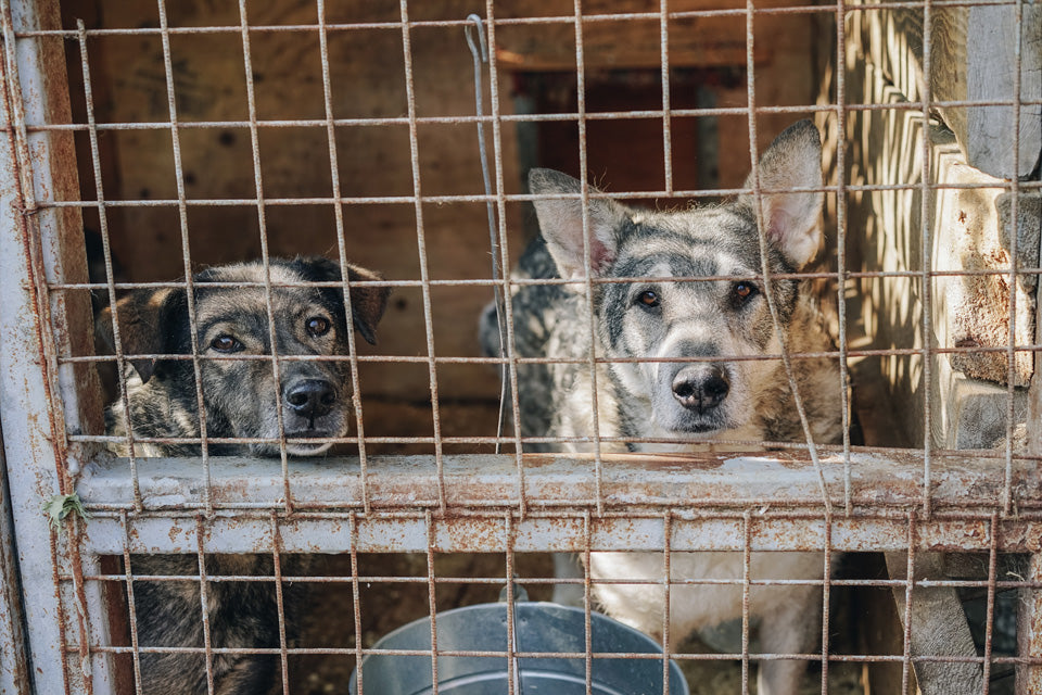 'Goddard Law' Passes Making Pet Cruelty a Felony