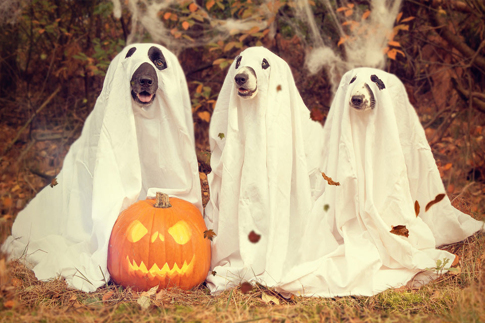 Have a Dog-Day Halloween: Pet Safety Tips