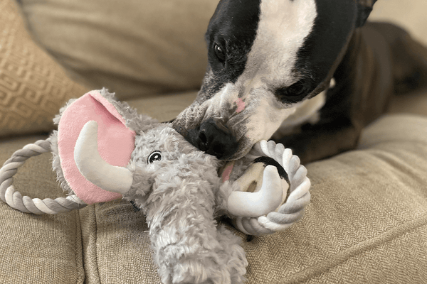 Strongest squeaky shop dog toy