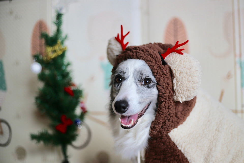 How to Involve Your Dog in the Holidays