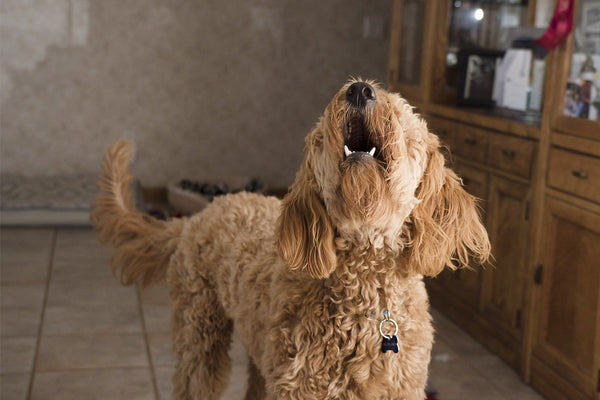 Dog still barks with bark collar hotsell