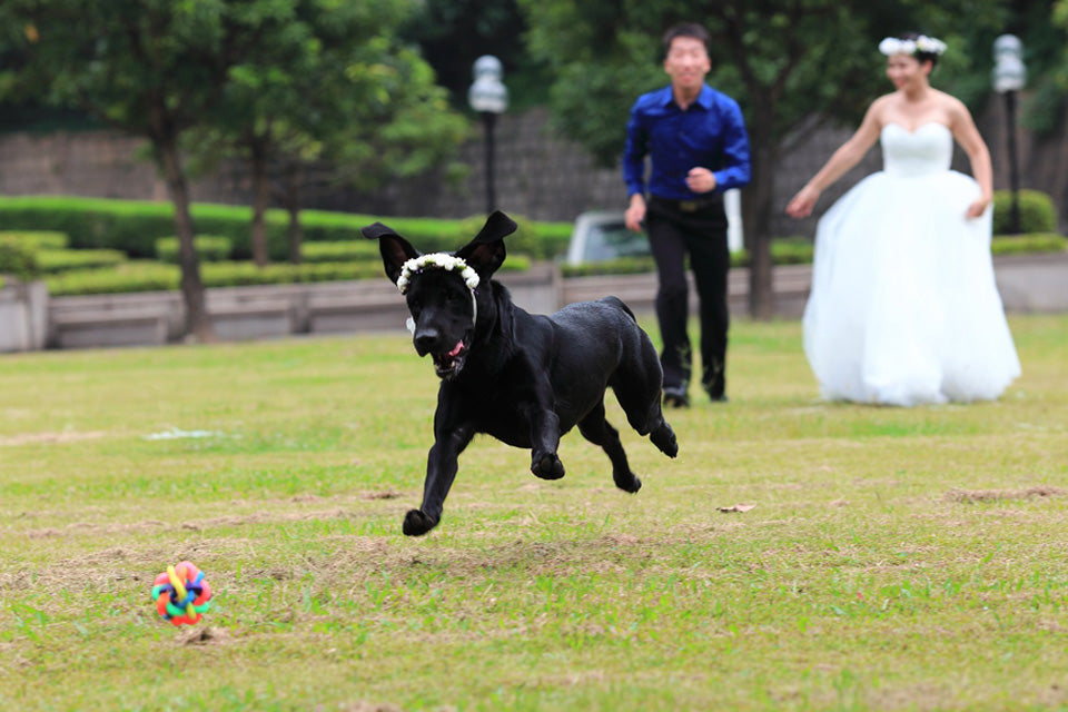 Including Your Four-Legged Friend On Your Big Day