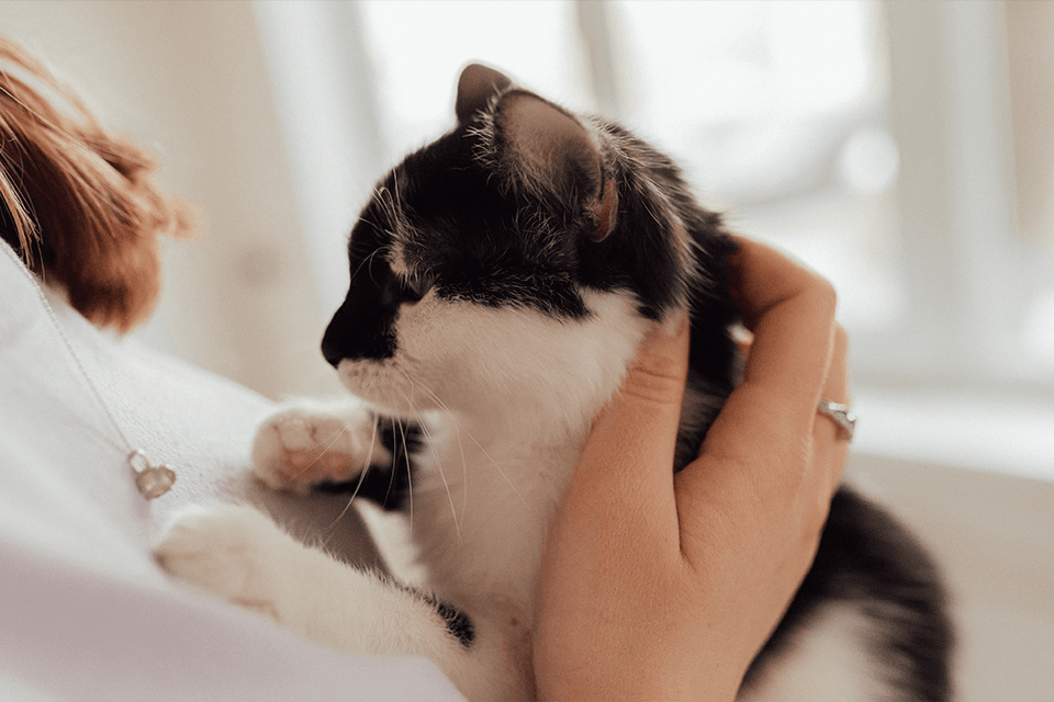 Preparing Your Home for Your New Feline Friend