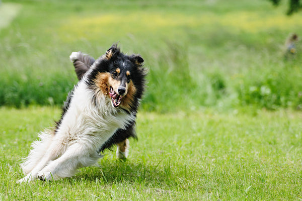 The Right Amount of Daily Exercise For Dogs