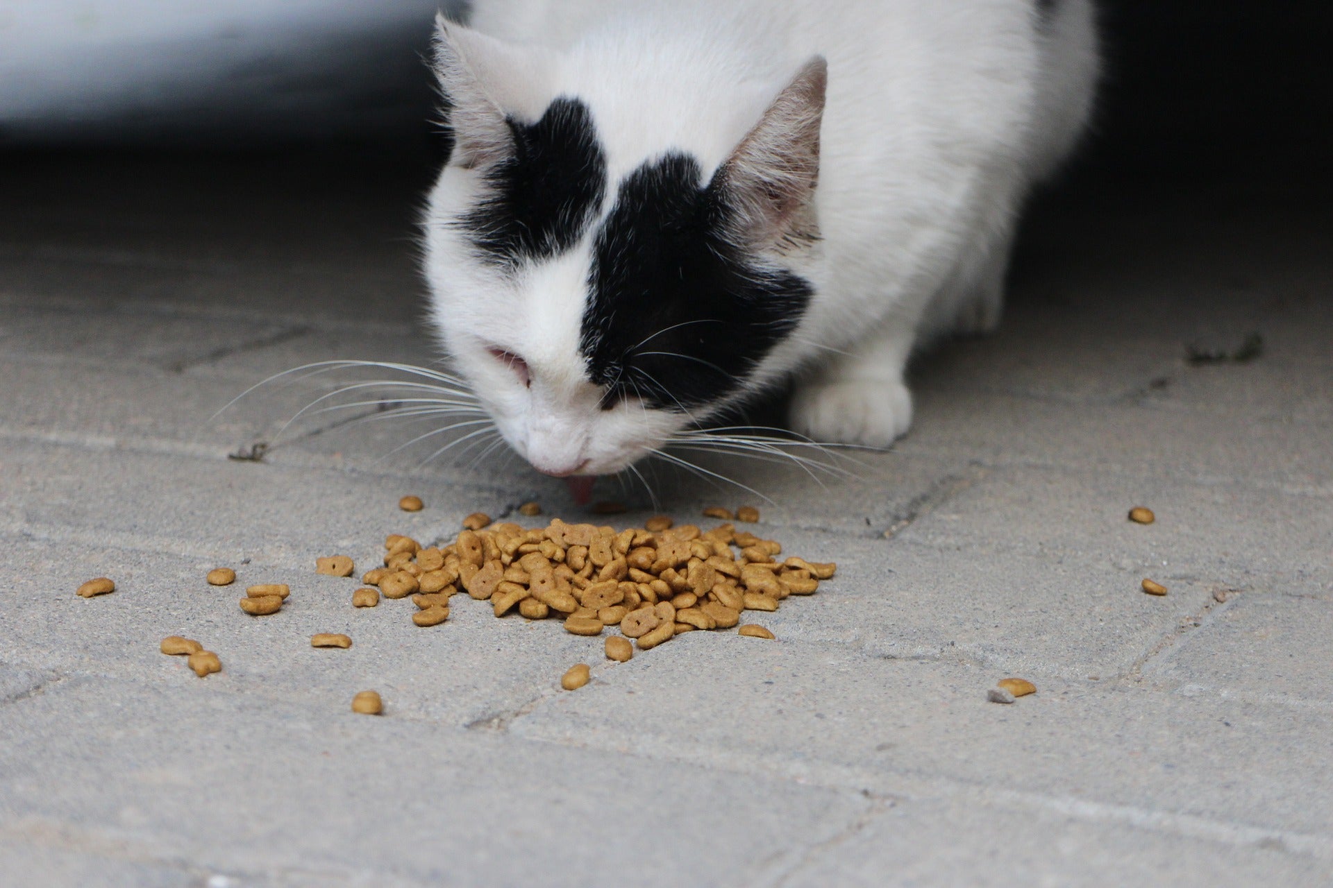 Why Do Cats Bury Their Food?