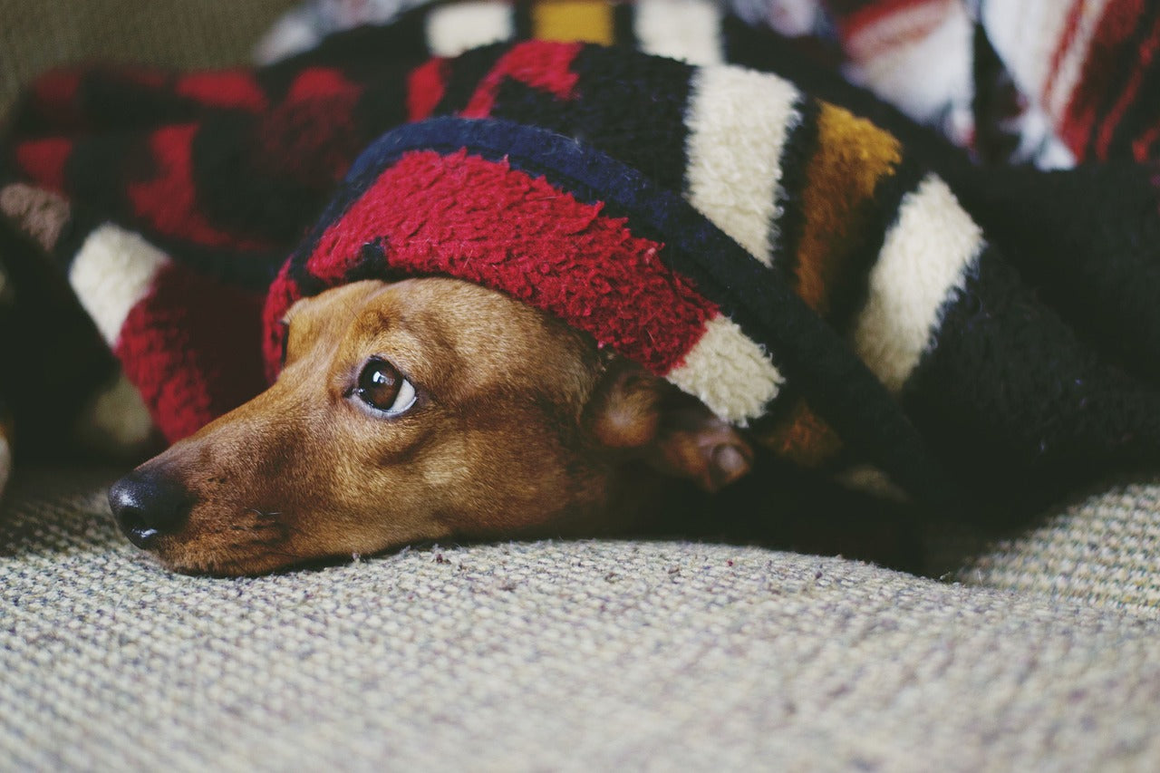 5 Ways to Calm Dog Separation Anxiety
