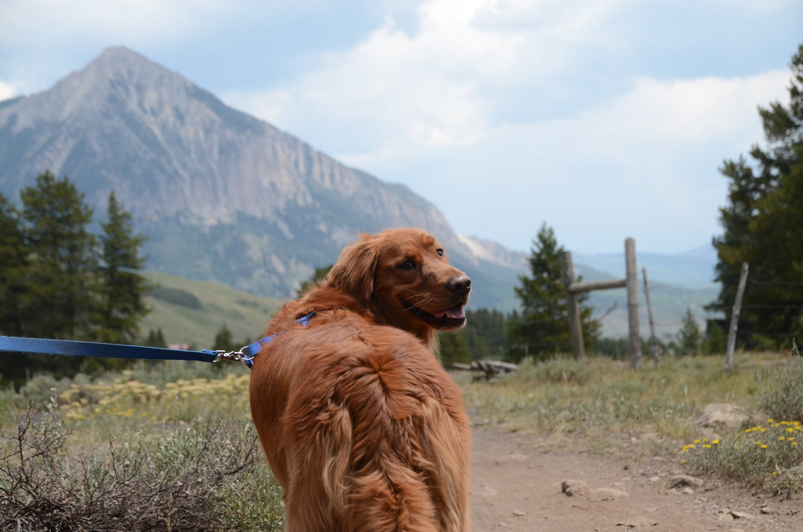 5 Tips for Hiking with Your Dog