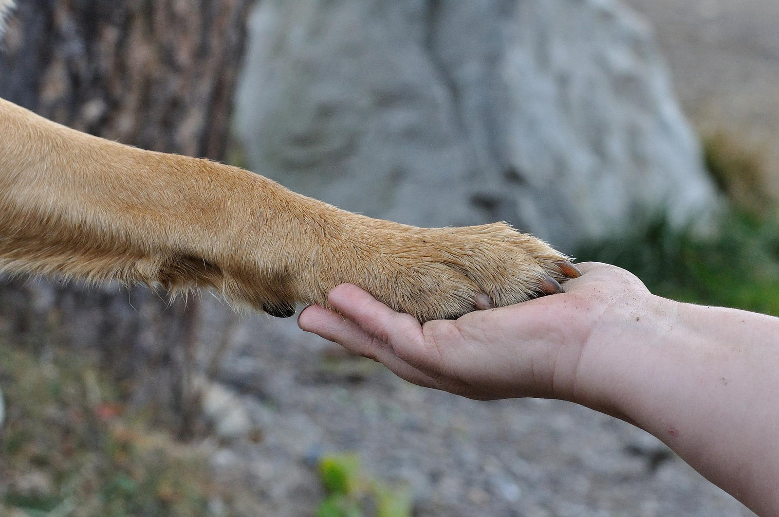 A person holding a dog's paw