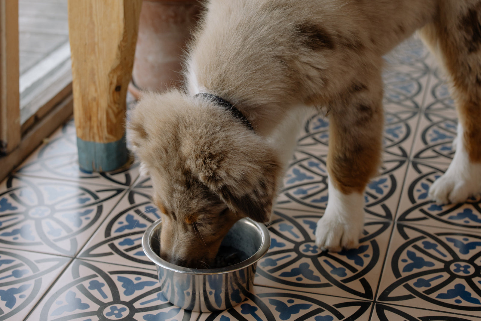 Diet Tips for Dogs With Sensitive Stomachs