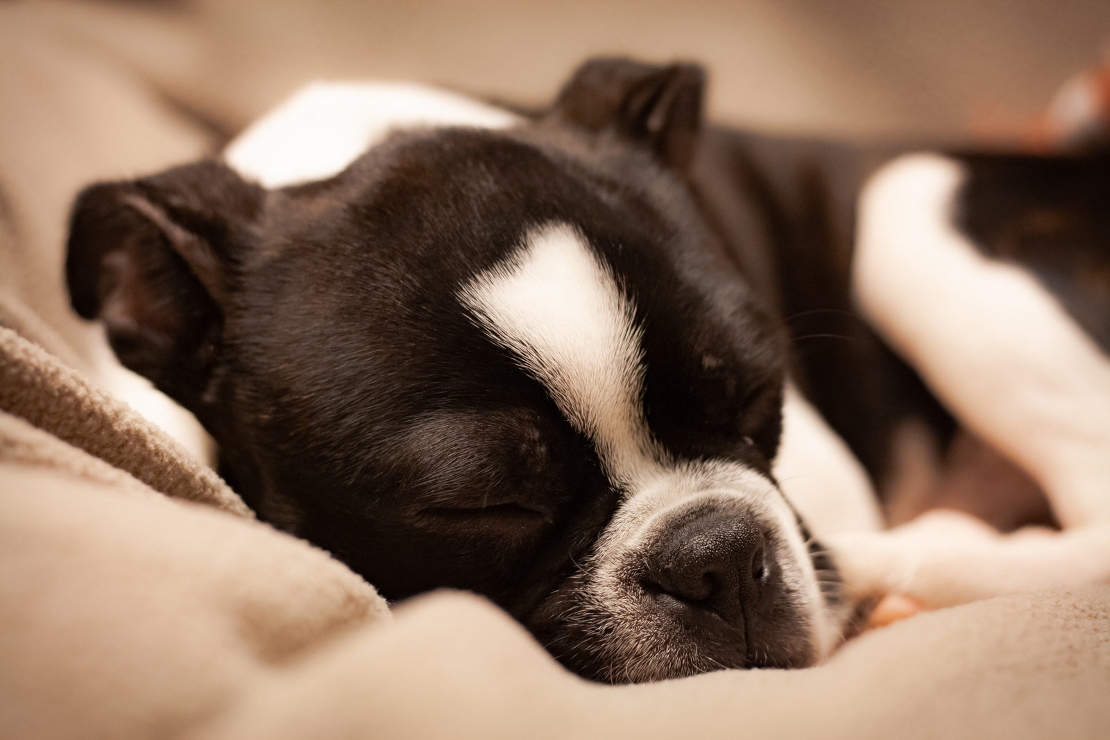 Signs Your Dog is Feeling Ruff