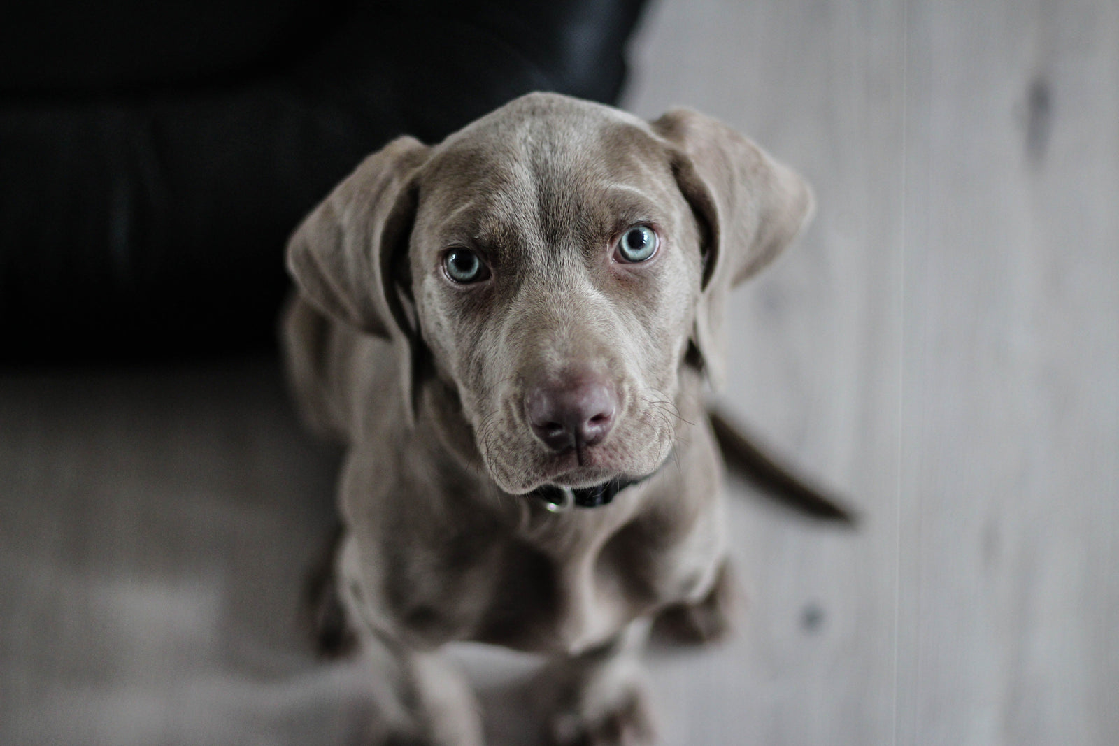 dog-has-allergies-try-these-natural-remedies-for-long-term-relief