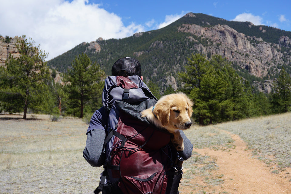 10 Great Ways to Celebrate National Dog Day