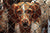 10 Ways to Help Out Your Local Animal Shelter