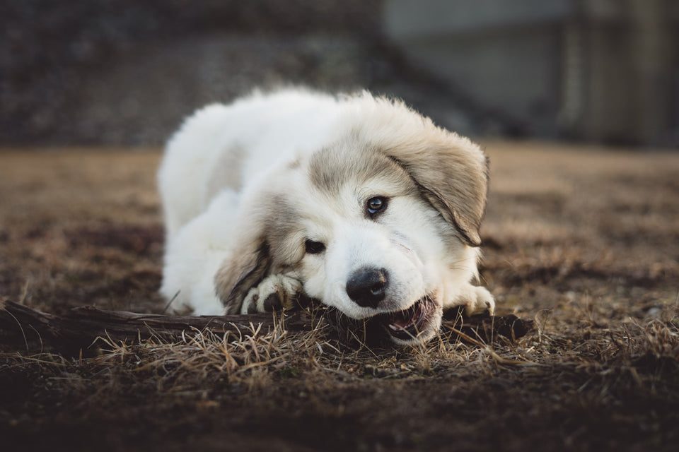 10 Ways to Stop Your Puppy From Destructive Behavior