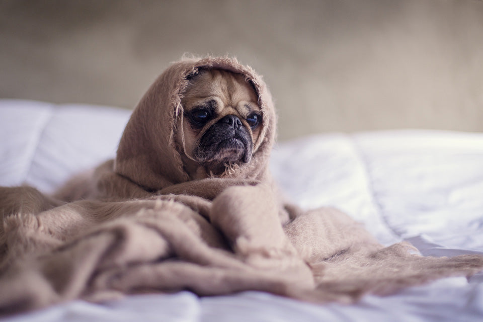 10 Diseases You Can Catch From Your Dog