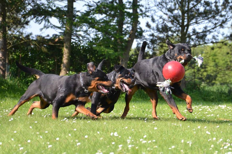 10 Most Popular Dog Breeds in the USA (2013)
