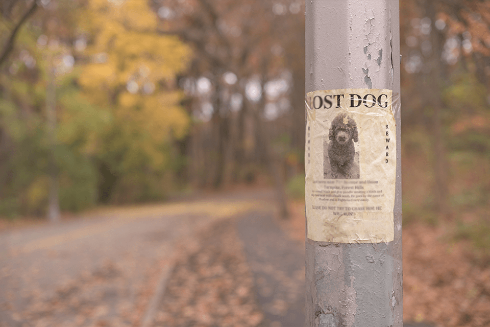 10 Pet Loss Prevention Tips