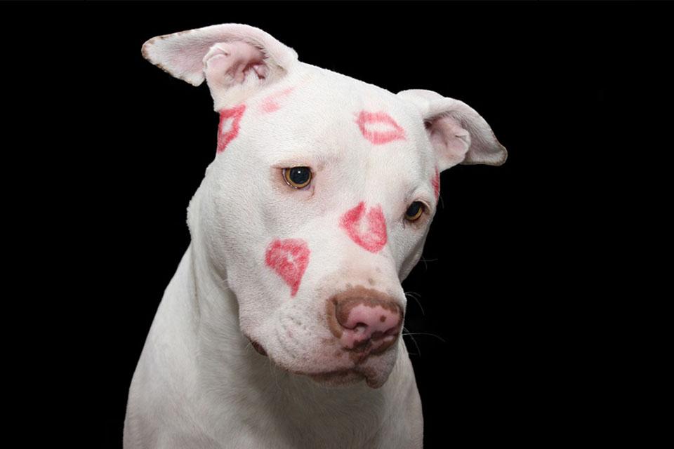 10 Reasons Why Your Dog Makes the Perfect Valentine