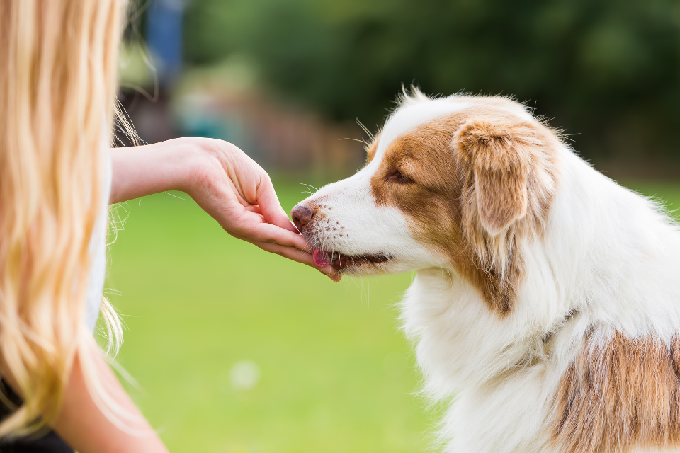 Dog Getting Treat