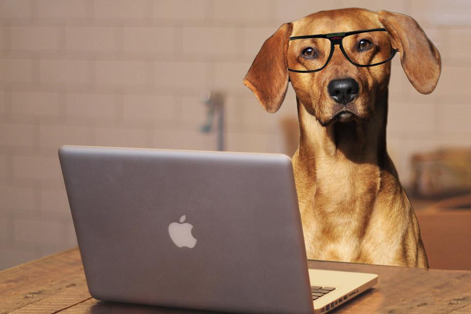 15 Hilarious Questions "Dog People" Ask Google