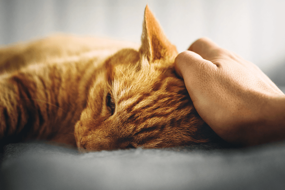 3 Common Pet Poison Treatment Myths