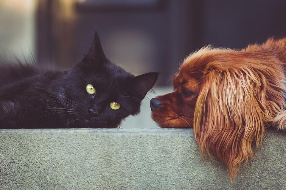 4 Guidelines to Responsible Pet Ownership