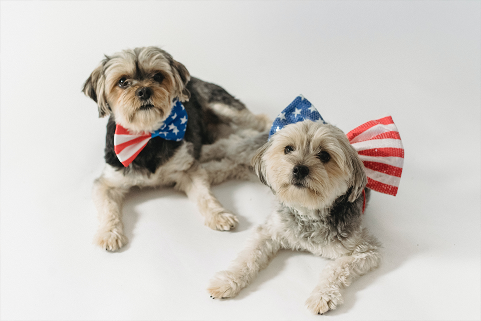 10 Tips To Keep Your Dog Calm During Fireworks