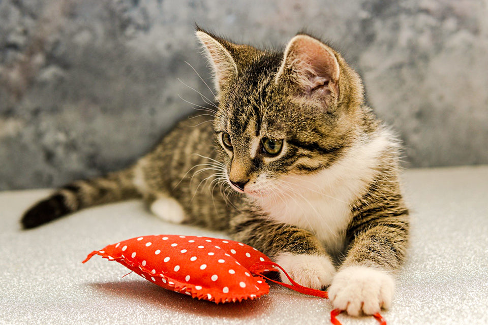 5 Reasons Why Your Cat is the Purrfect Valentine