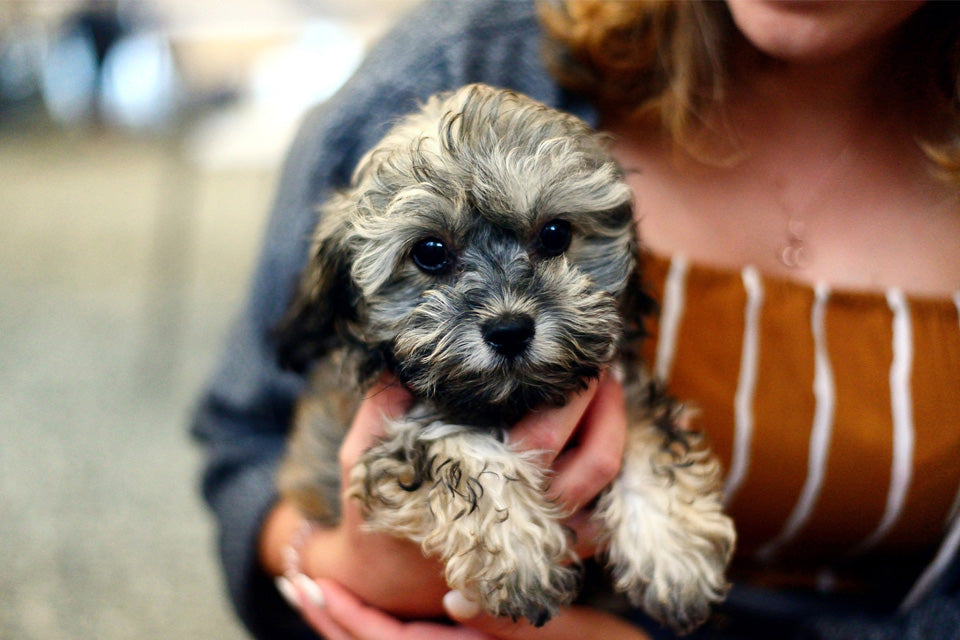 5 Tips For New Puppy Parents