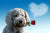 5 Ways to Celebrate Puppy Love this Valentine's Day!