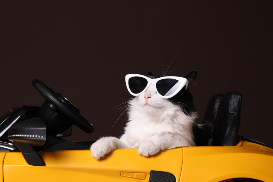 5_famous_cats_in_hollywood.png
