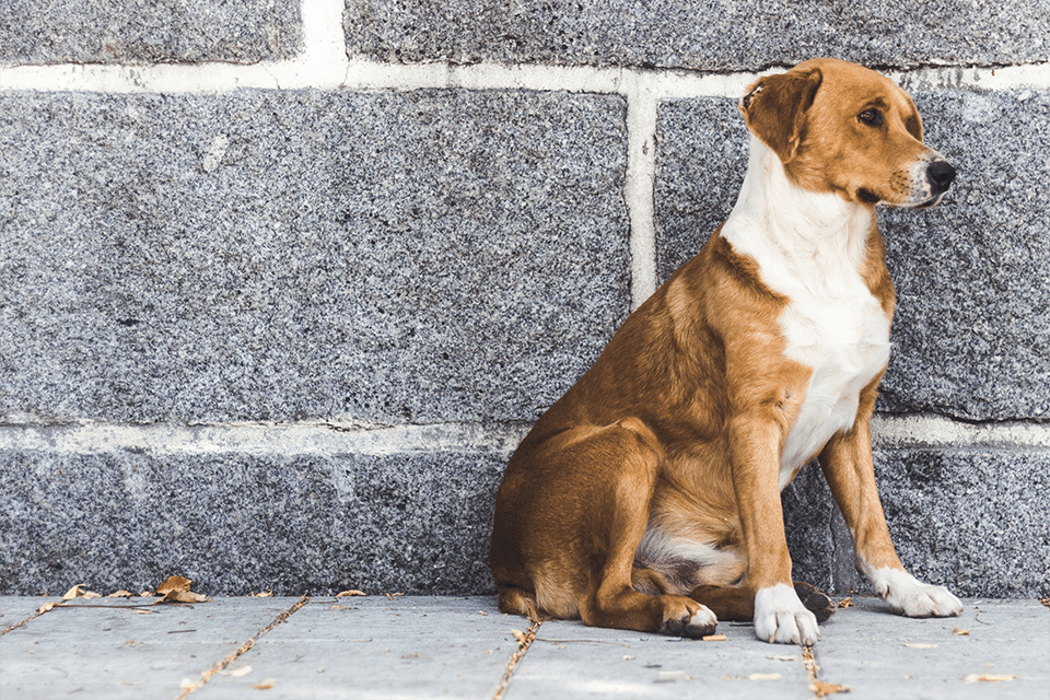 5 ways you can help shelter dogs (and other homeless animals)
