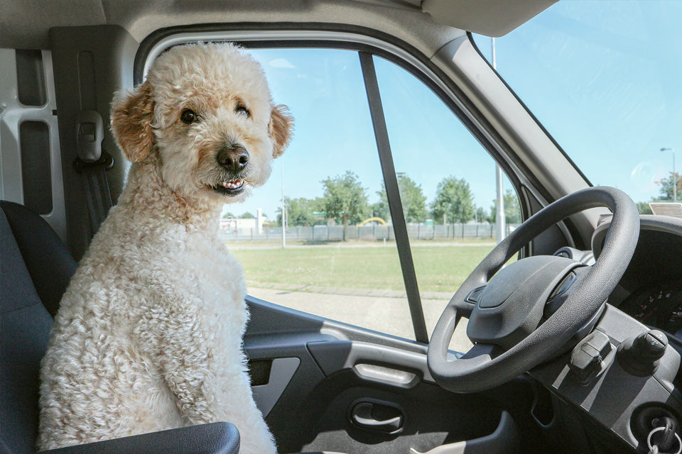 7 Spring Dog Travel Tips