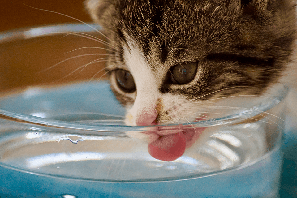 How do i get my online cat to drink more water