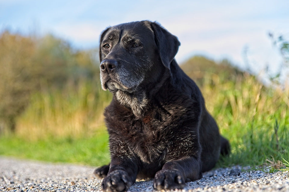9 Reasons Why You Should Adopt a Senior Dog