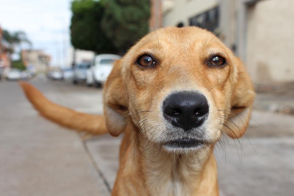 Adopting an Abused or Neglected Animal