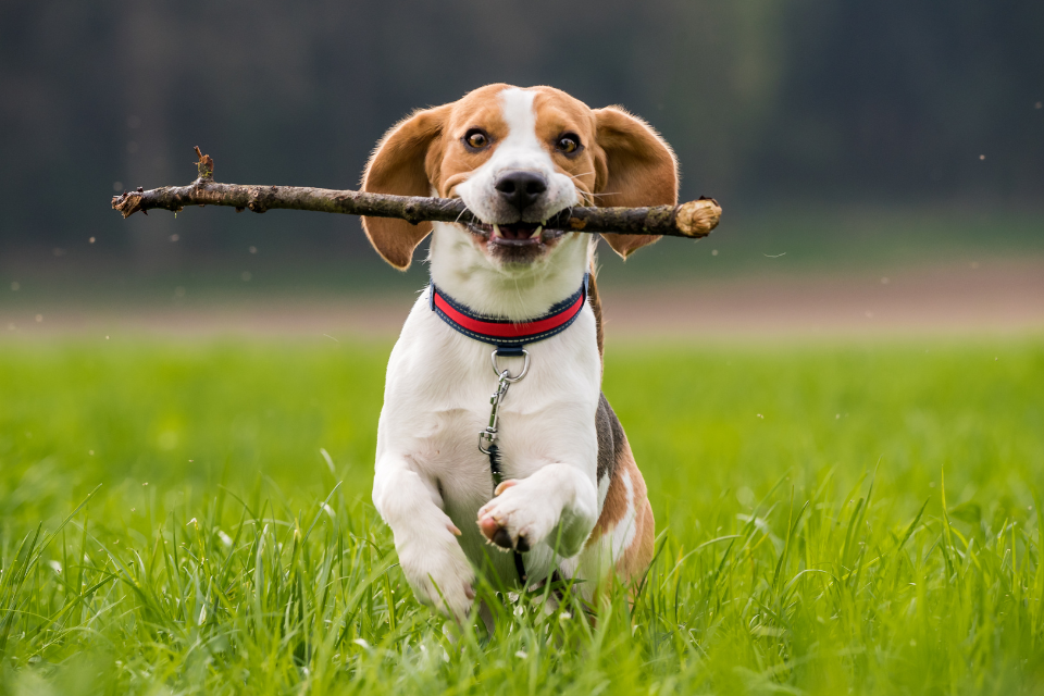 July Is Anti-Boredom Month: Keep Your Dog Entertained With These Tips
