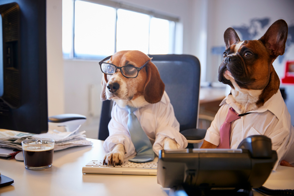 How Having a Dog in the Office Boosts Morale