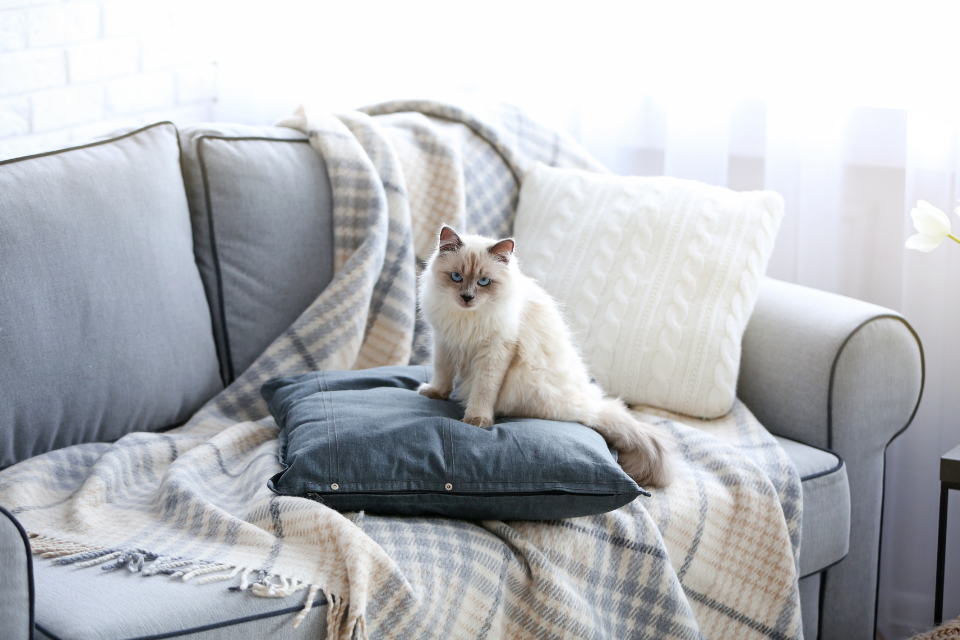 How To Create A Cat-Friendly Home