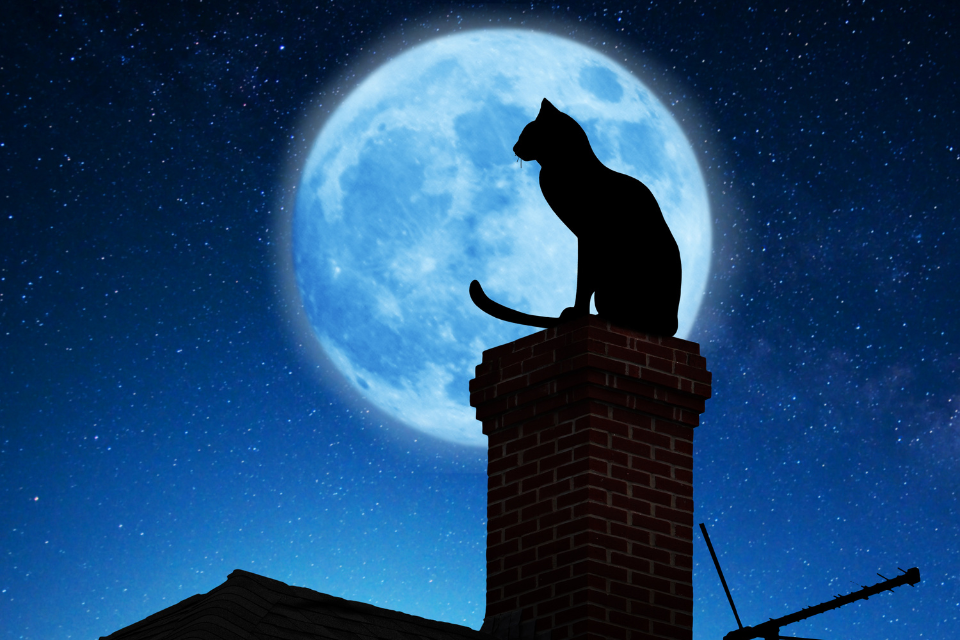 The Roles of Cats in Mythology and Folklore