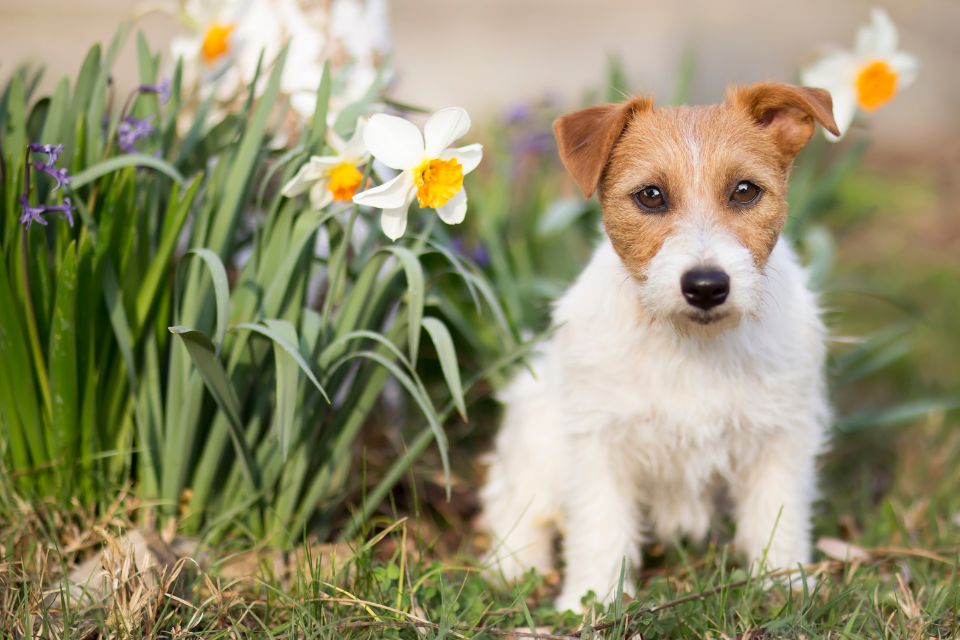 Plant a Pet-Safe Garden