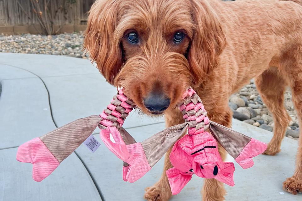 a dog holding a pig flathead dog toy in it's mouth
