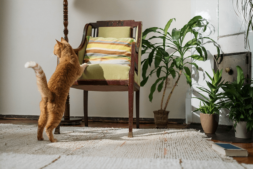 10 Cat Safe Houseplants