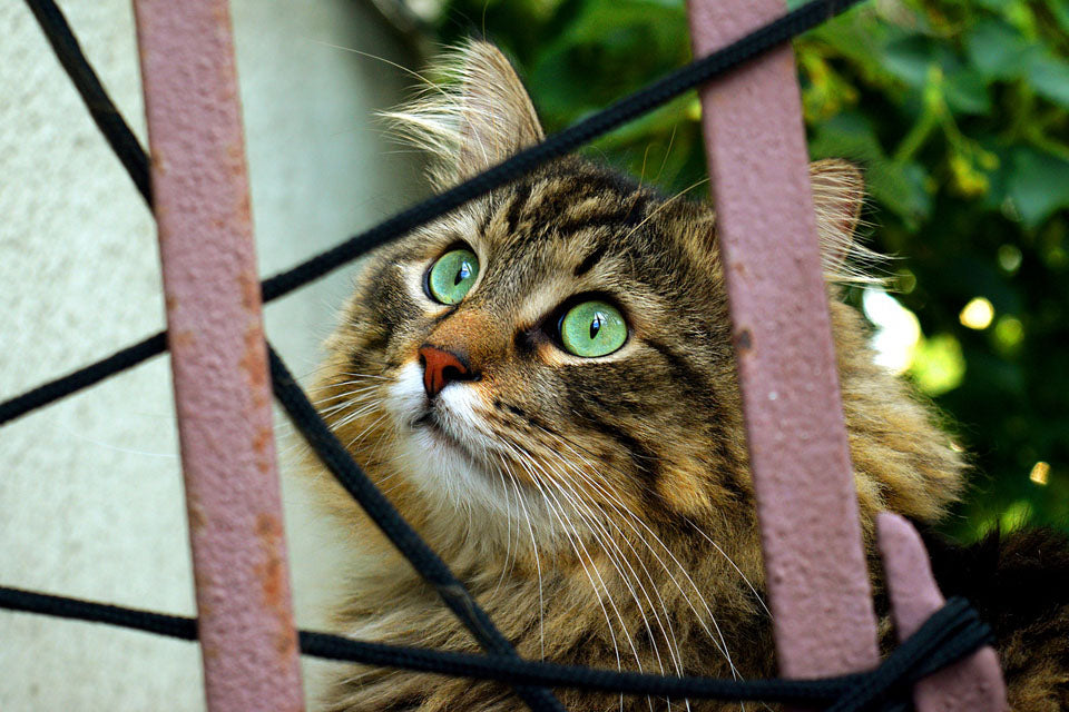 Celebrating Adopt a Shelter Cat Month!